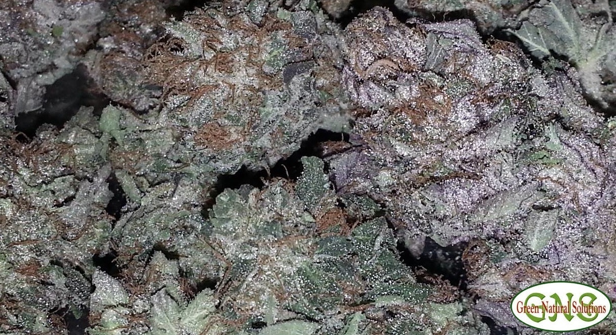 Purple Frost