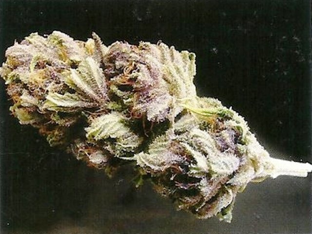 Purple Goat