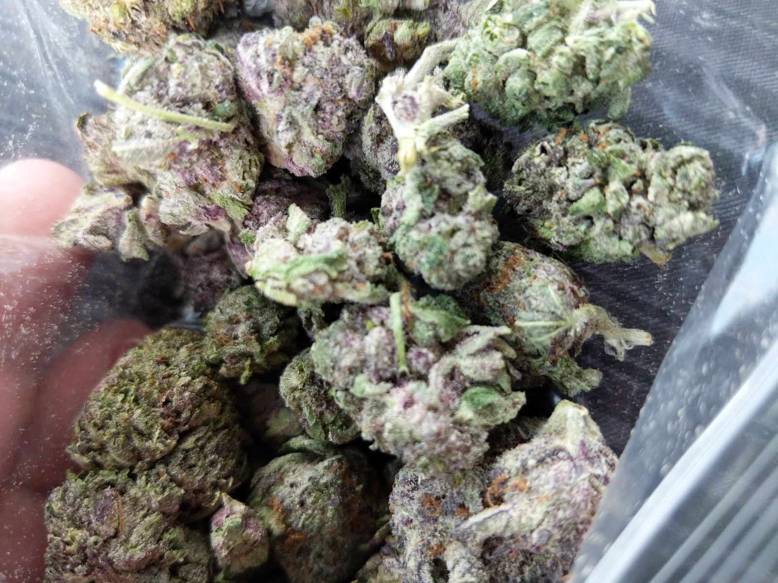 Purple God