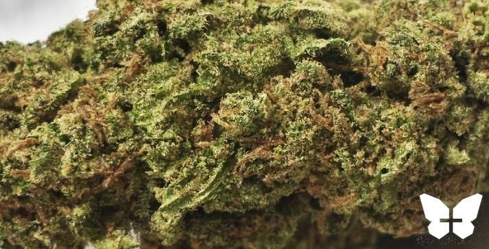 Purple Goo