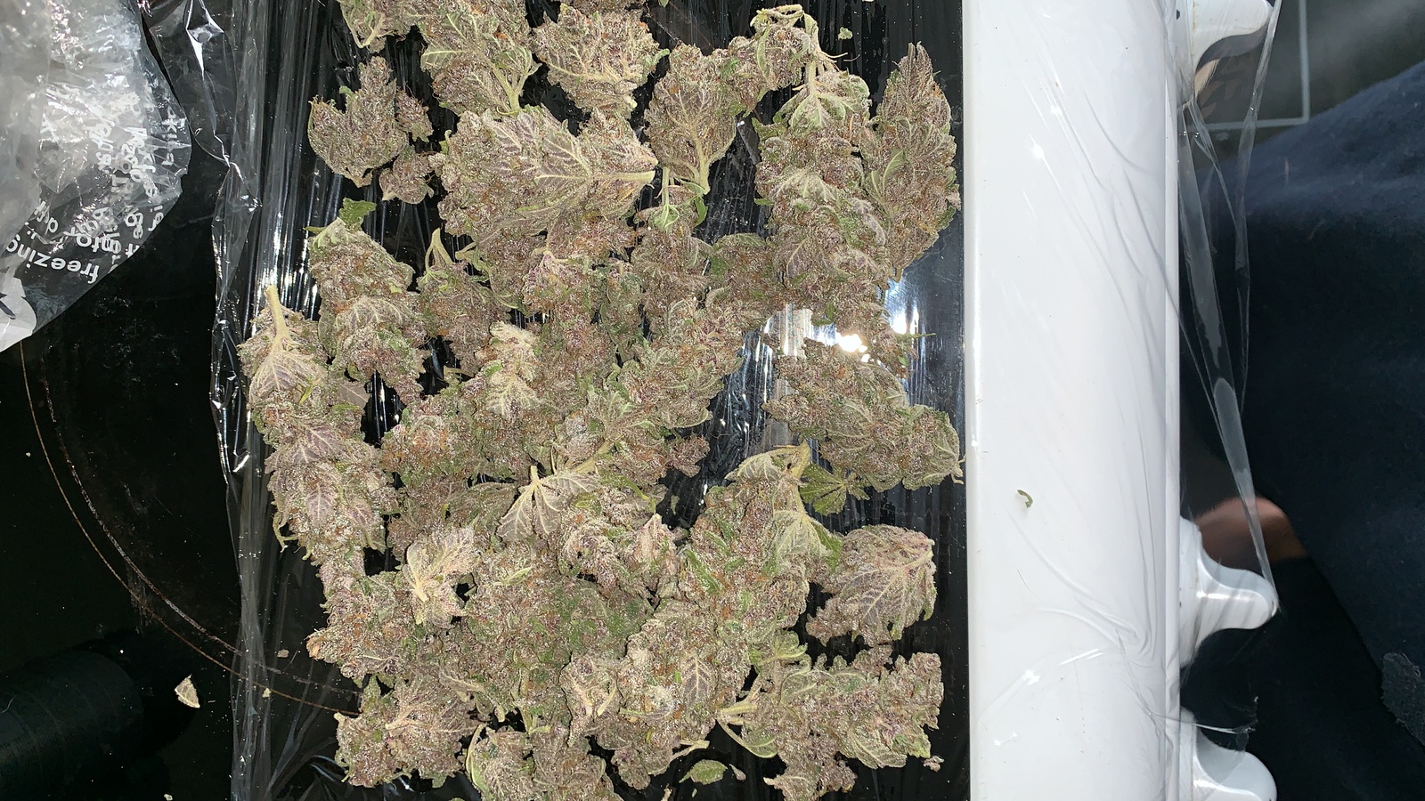 Purple GSC