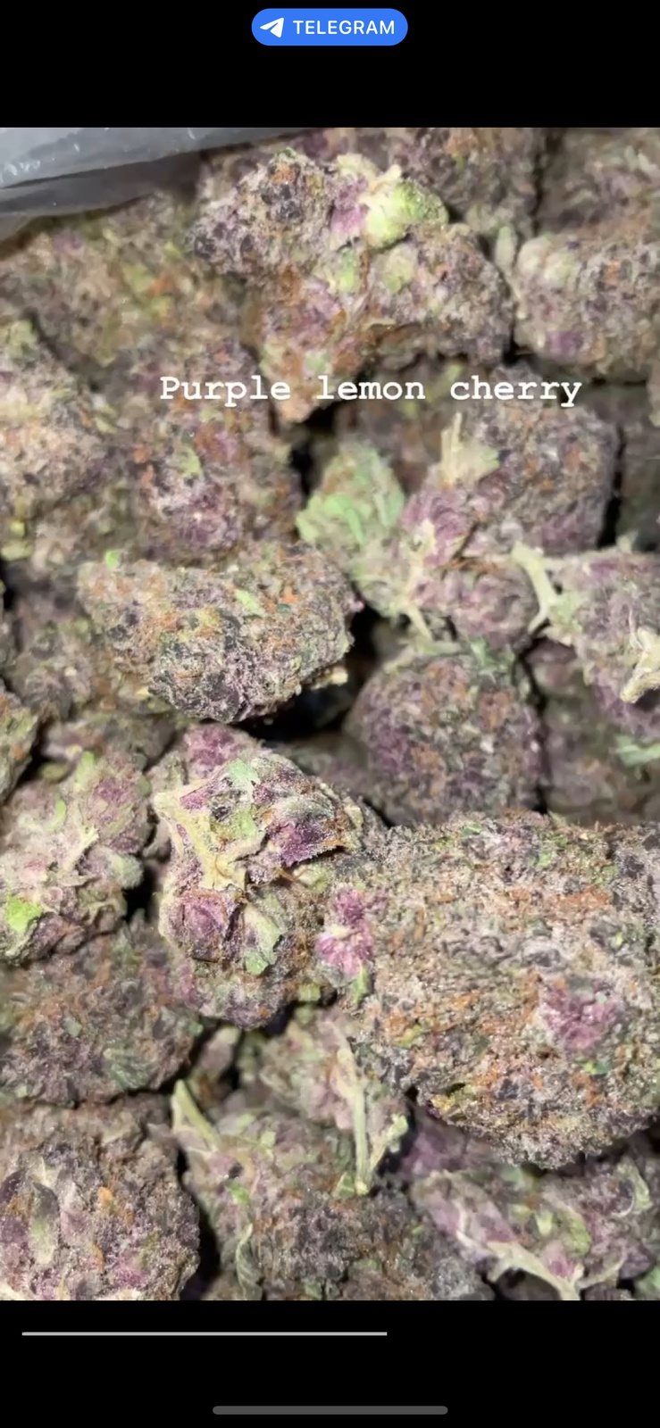 Purple Lemon G