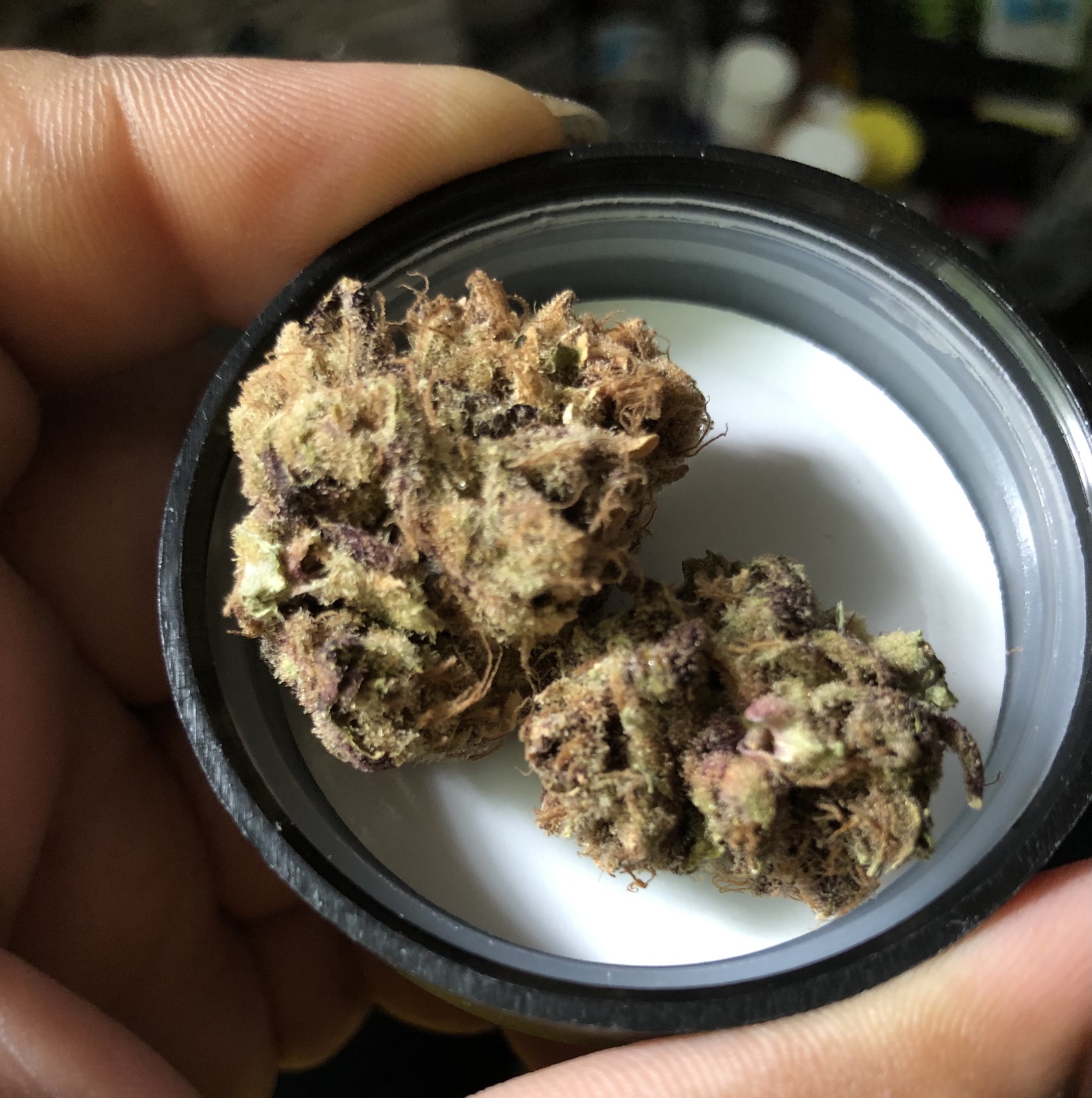 Purple Linda