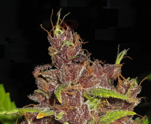 Purple Mazar
