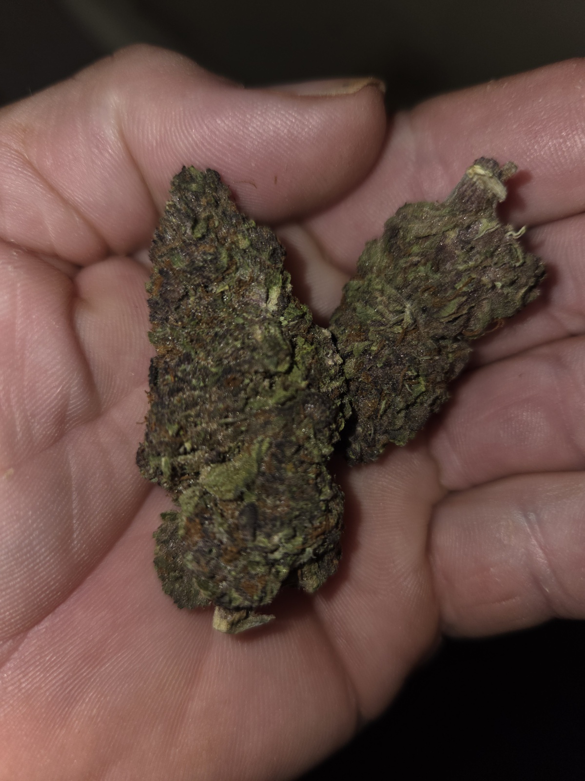 Purple Mendocino