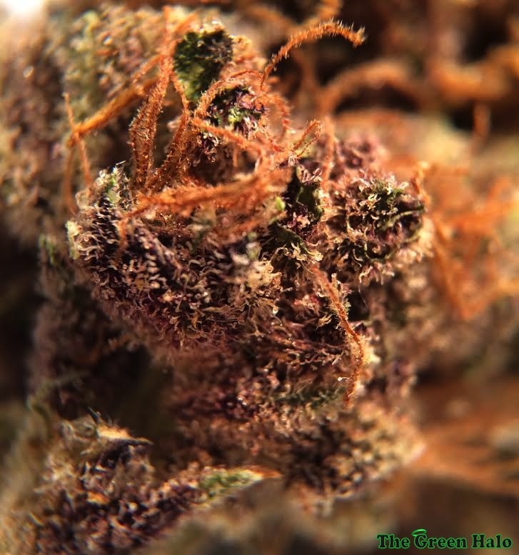 Purple Monkey Balls