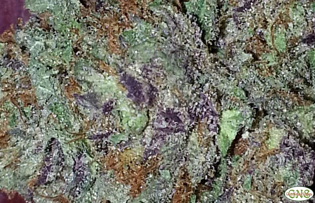 Purple Nepal