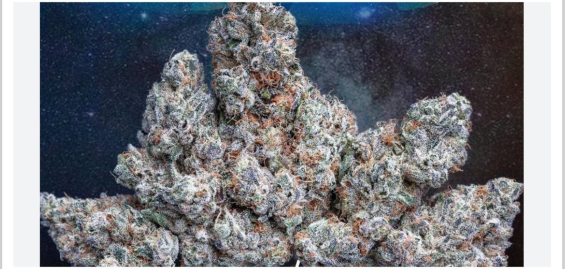 Purple Panda