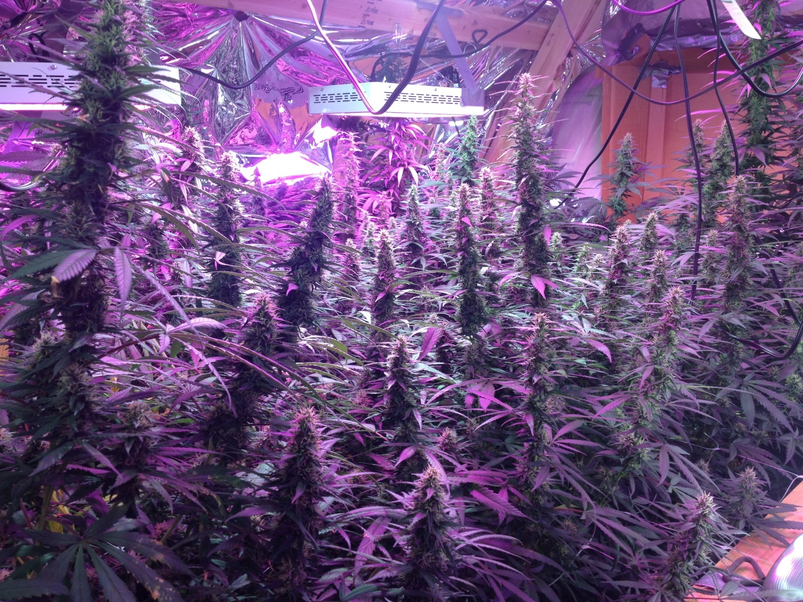Purple Paralysis