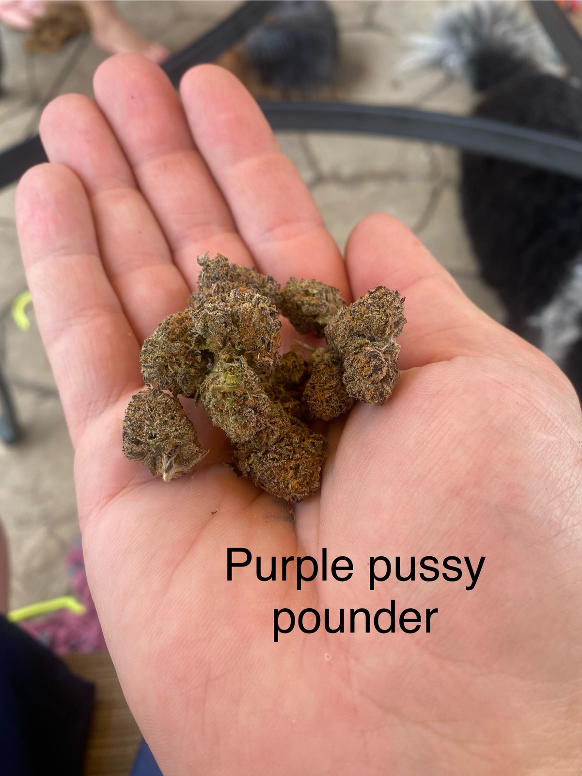 Purple Pussy