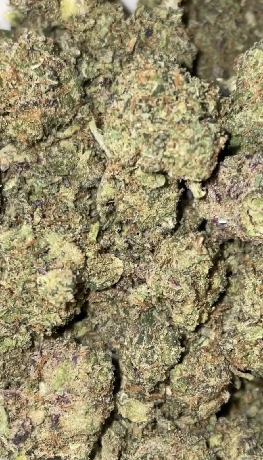 Purple Romulan