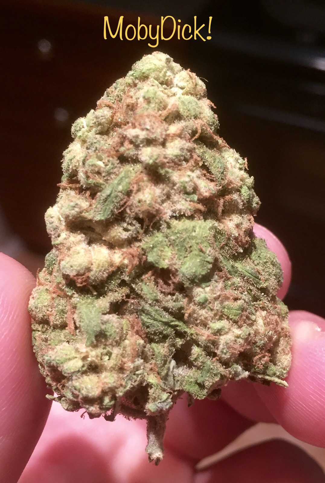 Purple Tangie