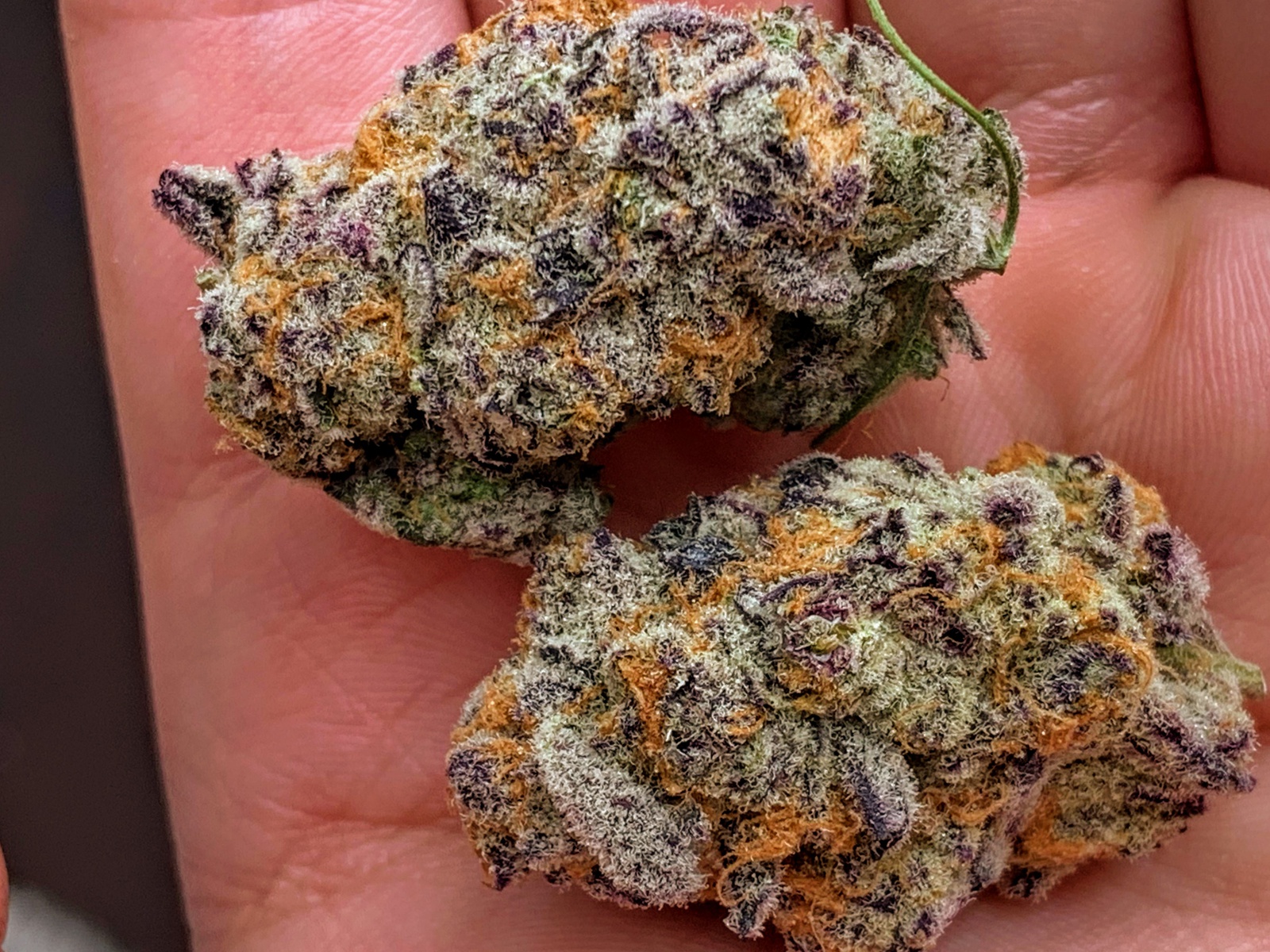 Rainbow Sherbert