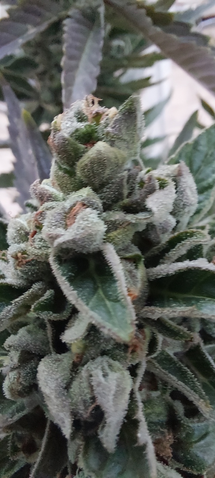 Raw Dawg