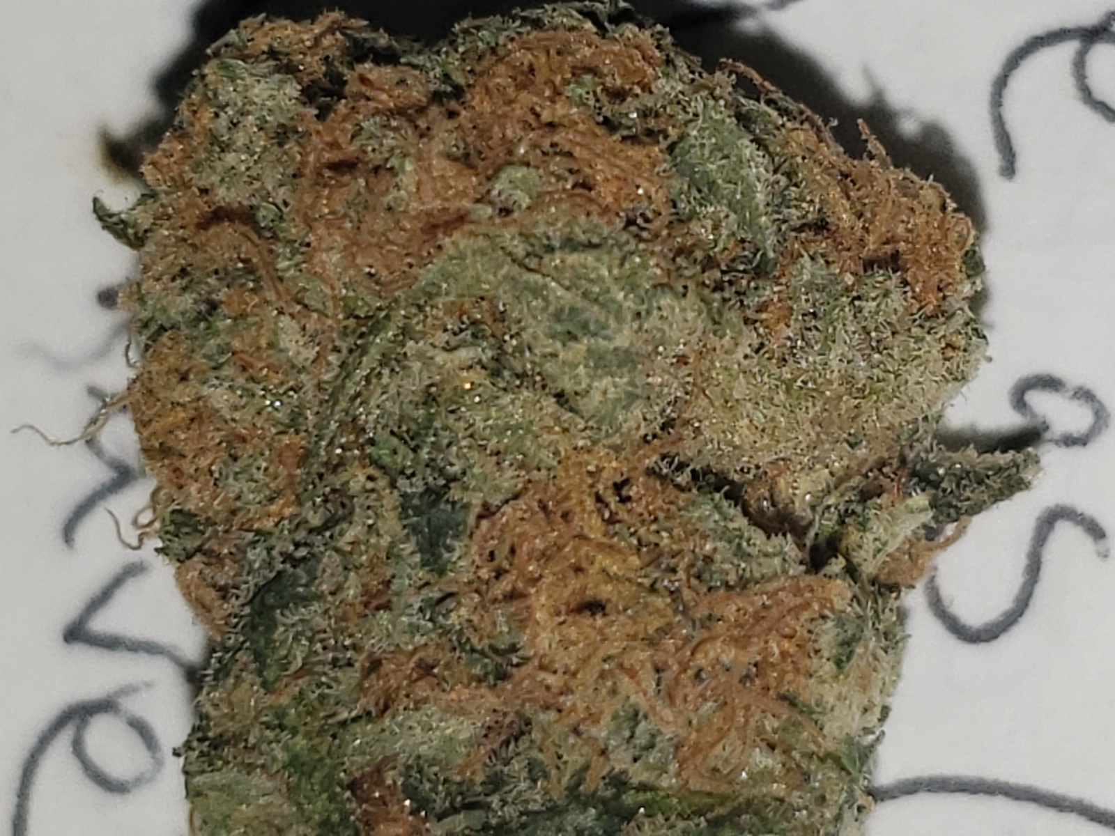 Red Rhino