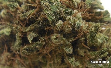 Ripped Bubba