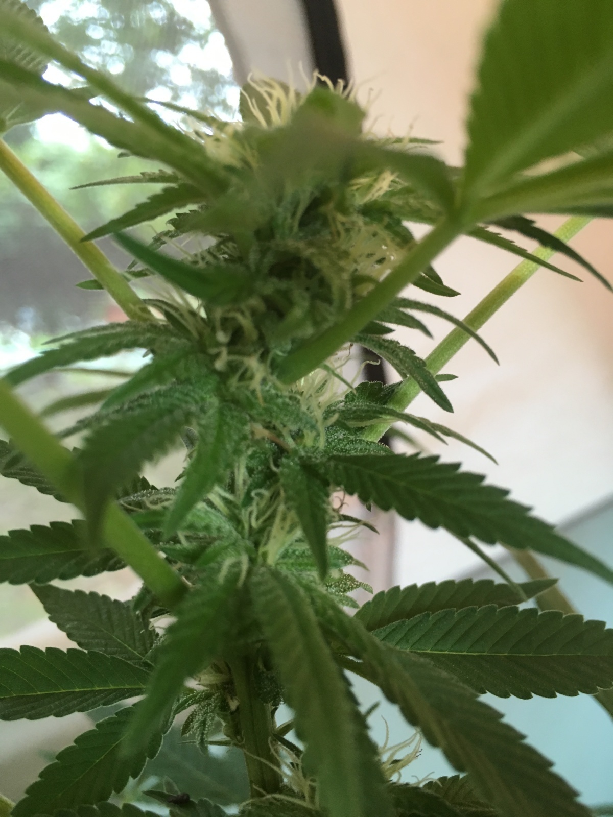Rockstar Kush