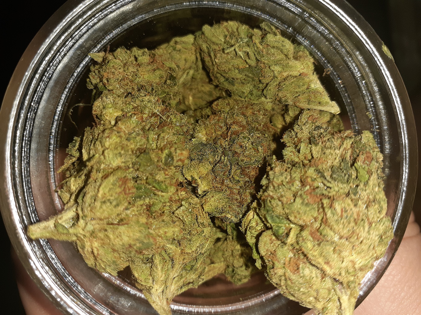 Rollex OG Kush