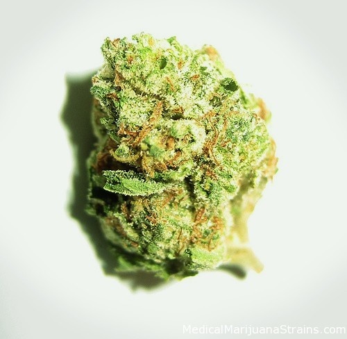 Rose Kush