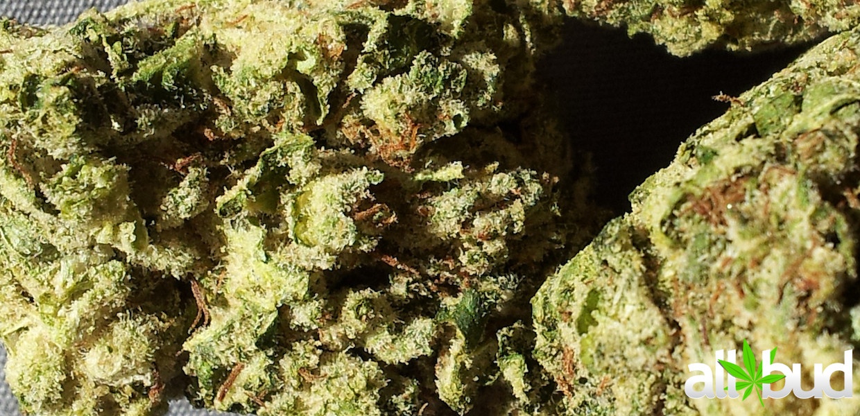 Sage OG