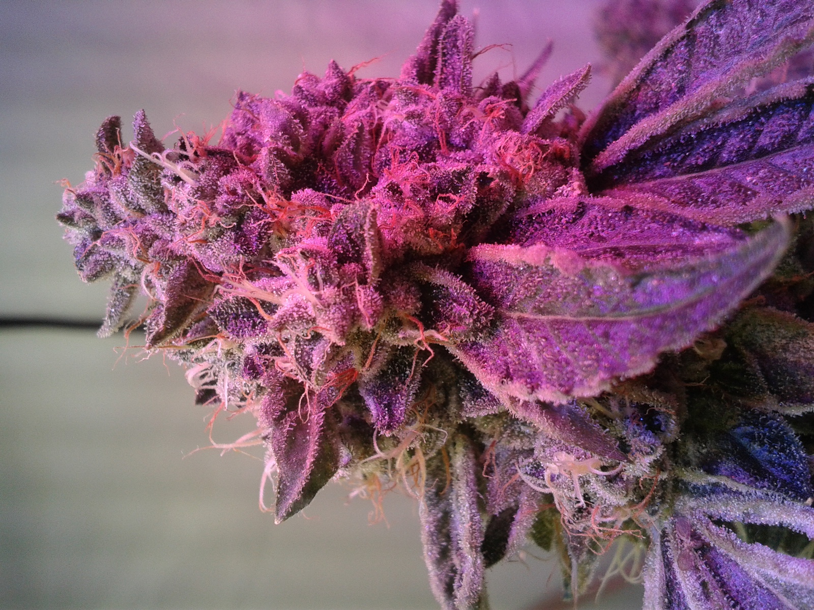 San Dimas OG