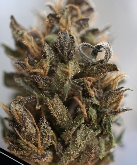 Santa Marta Purple