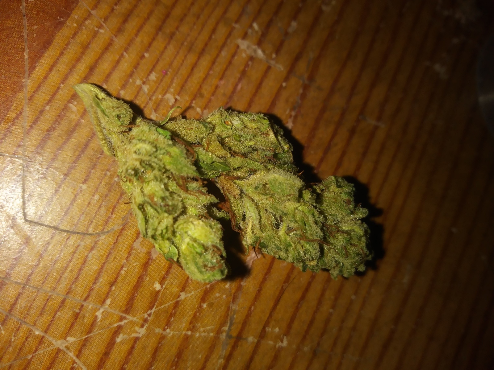 sativa bliss