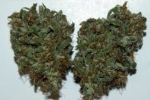Seattle Cough