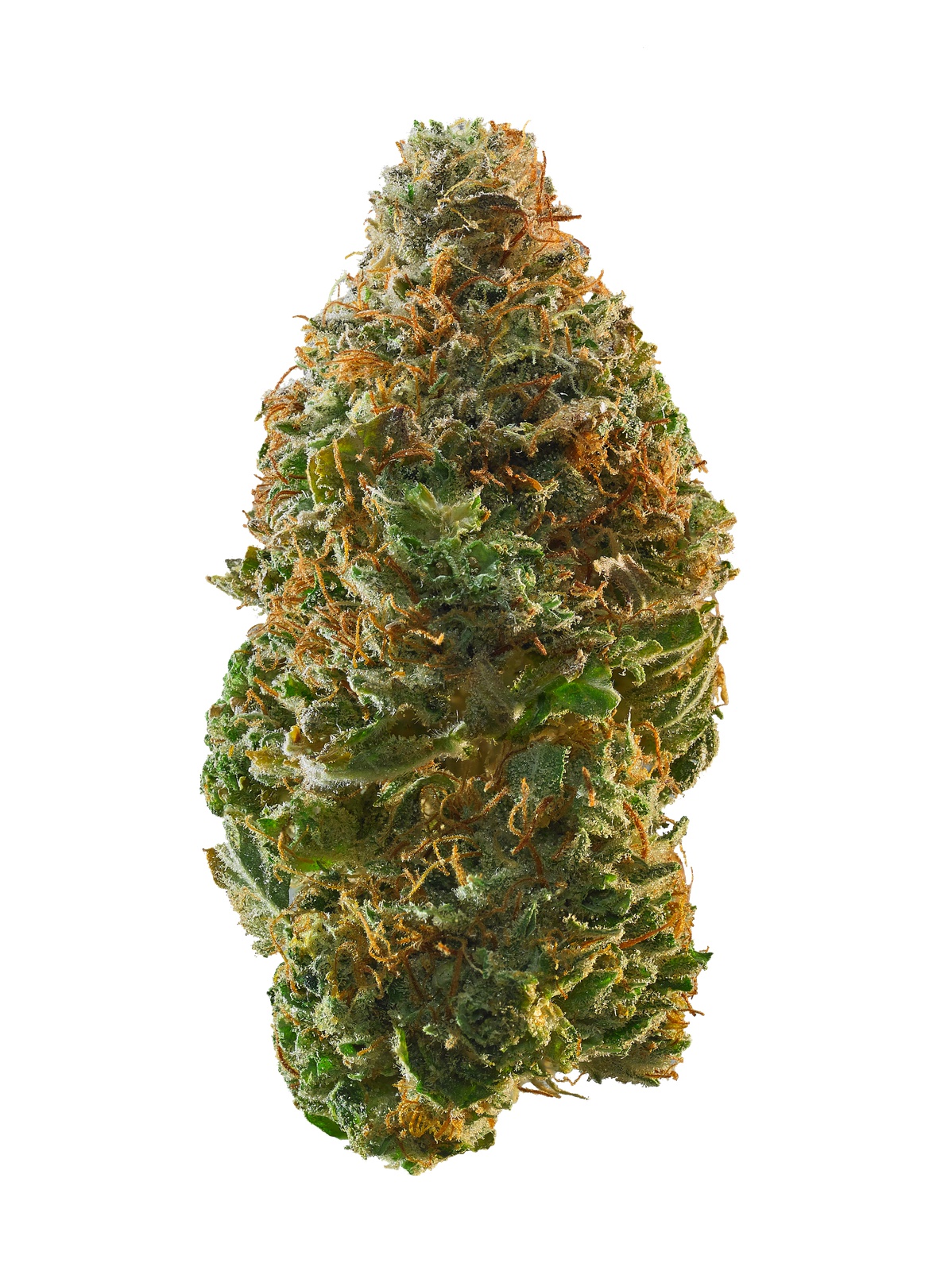 Sensi Star Dawg