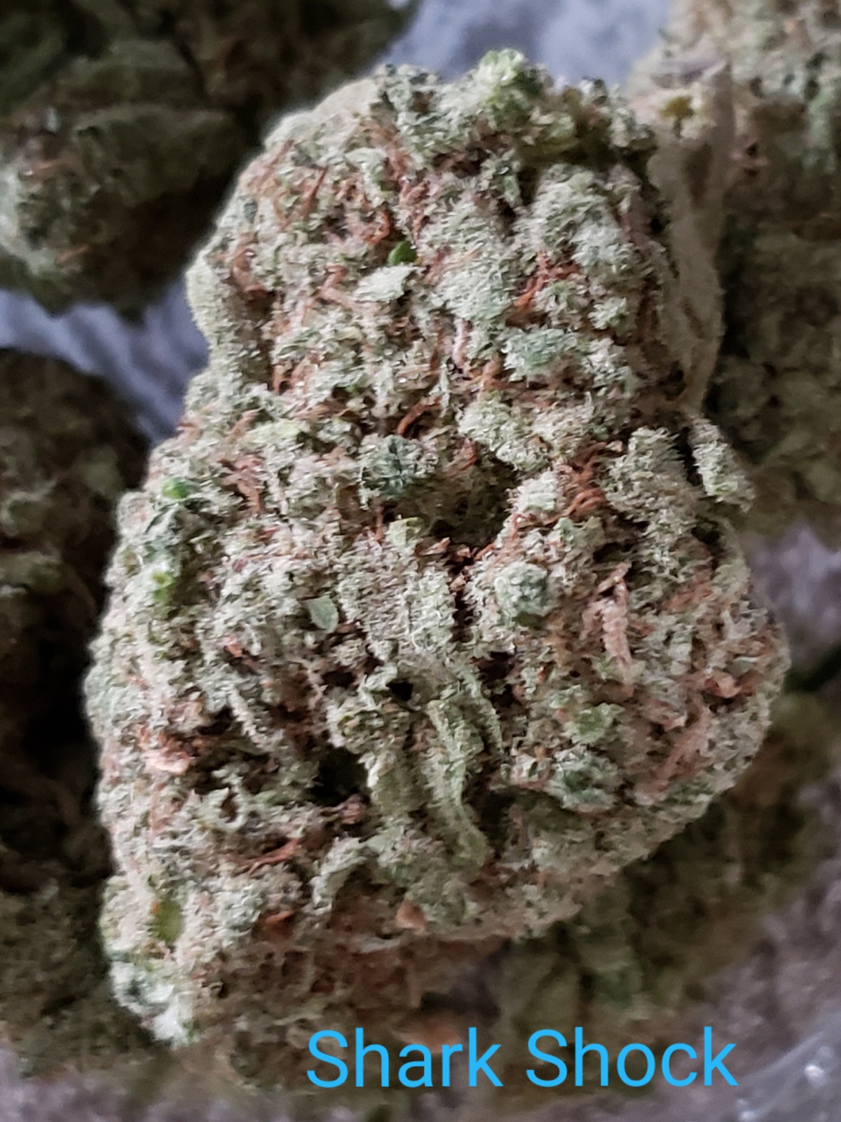 Shark OG