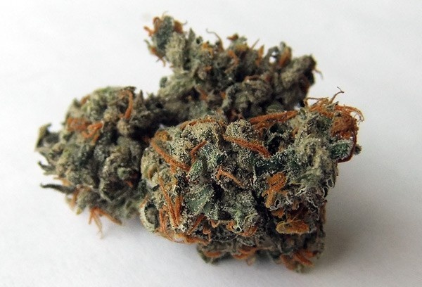 Sharks Breath