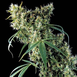 Silver Apple
