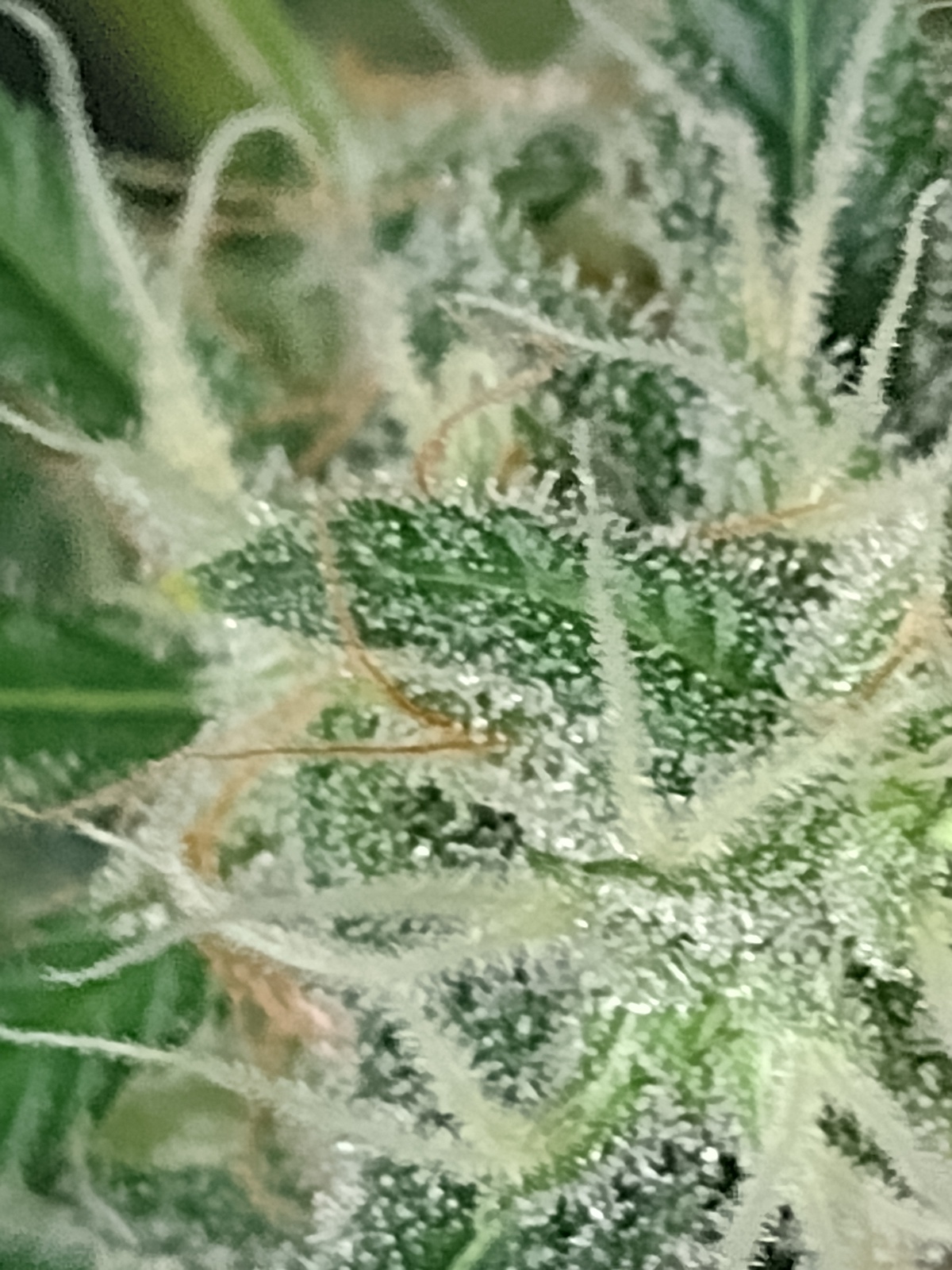Silver Kush