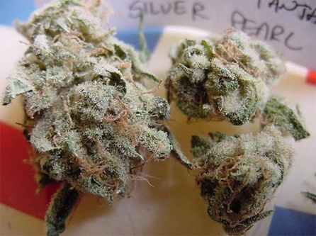 Silver Pearl