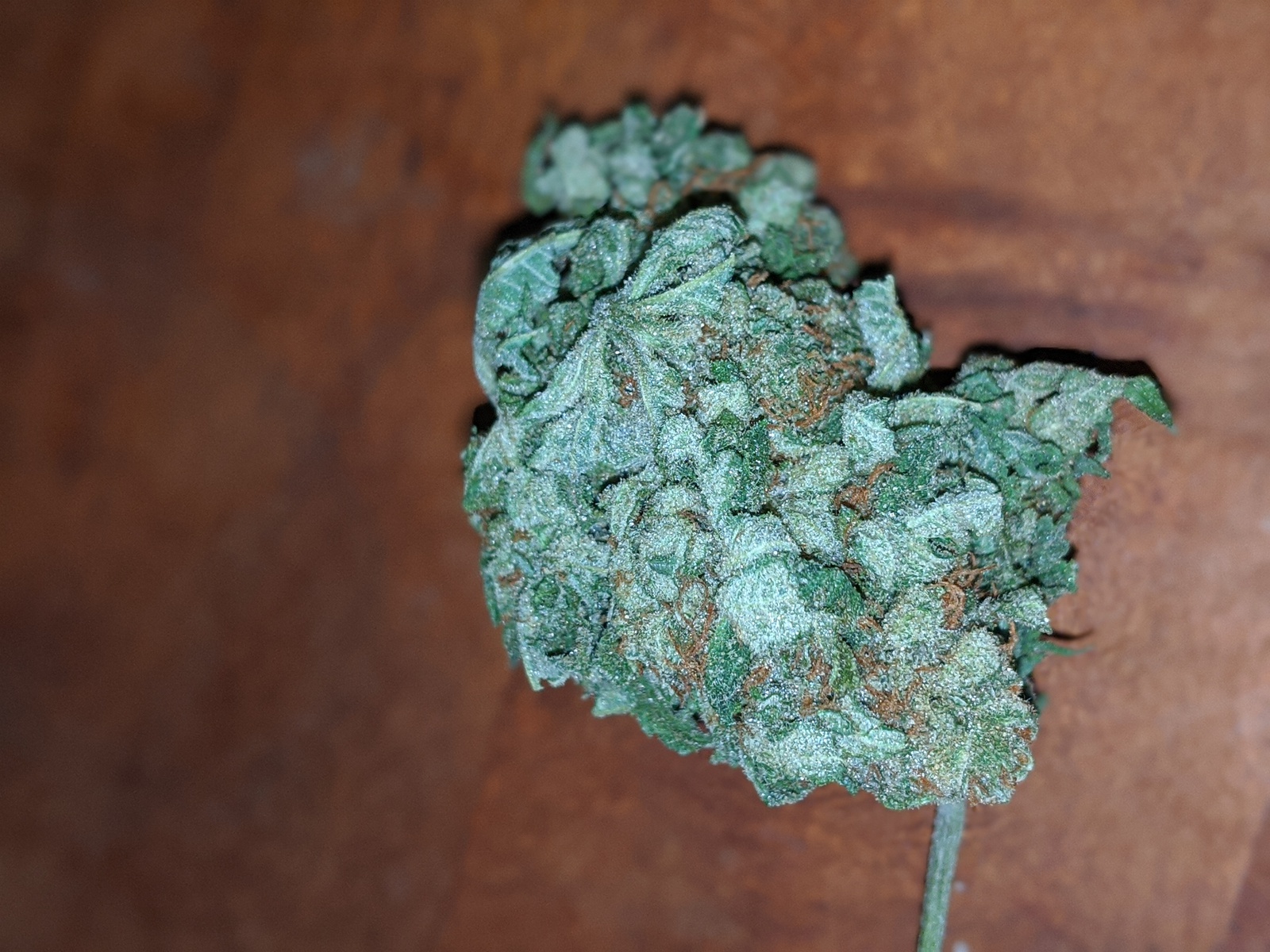 Silverback Gorilla