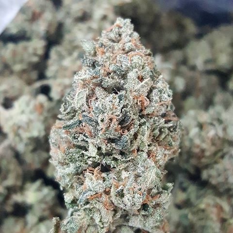 Slimer OG