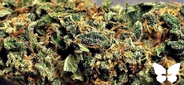 Sour Cherry