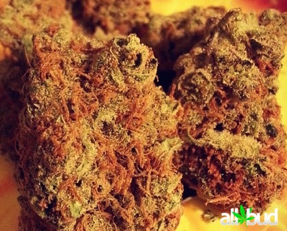 Sour Flower