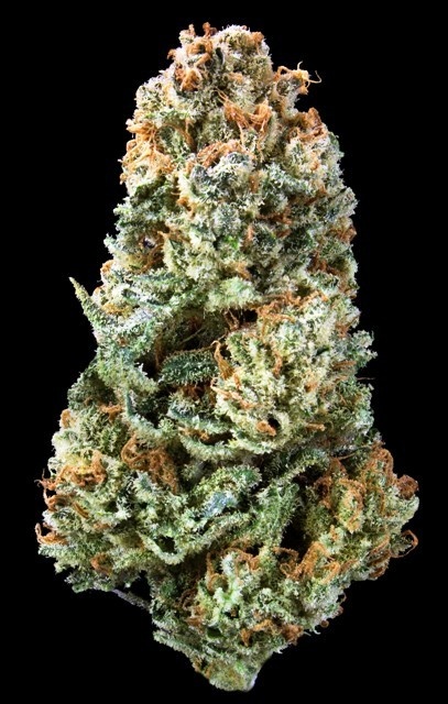 Sour Tsunami x Cataract Kush