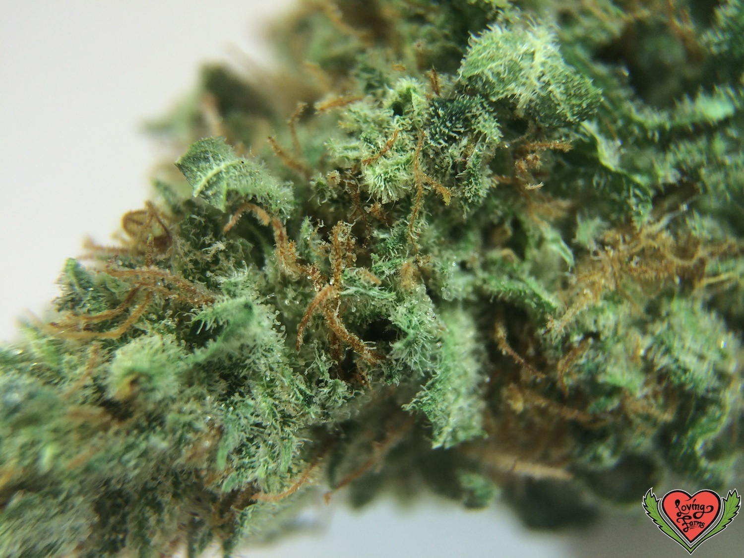 Space Dawg