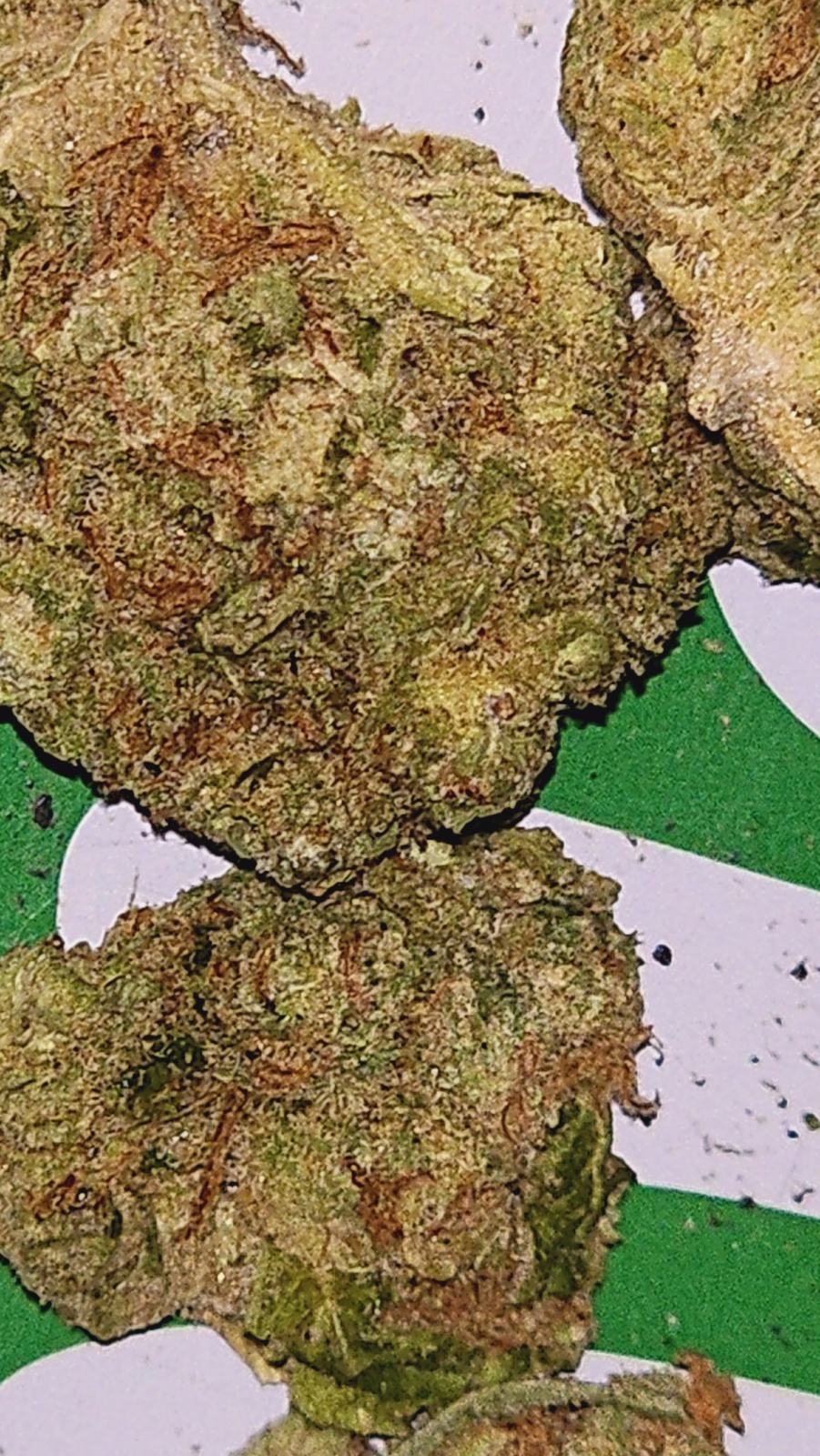 Stardawg F2