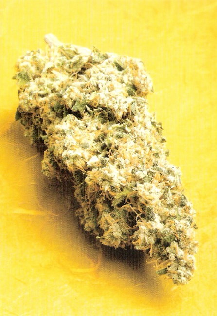 Stargazer