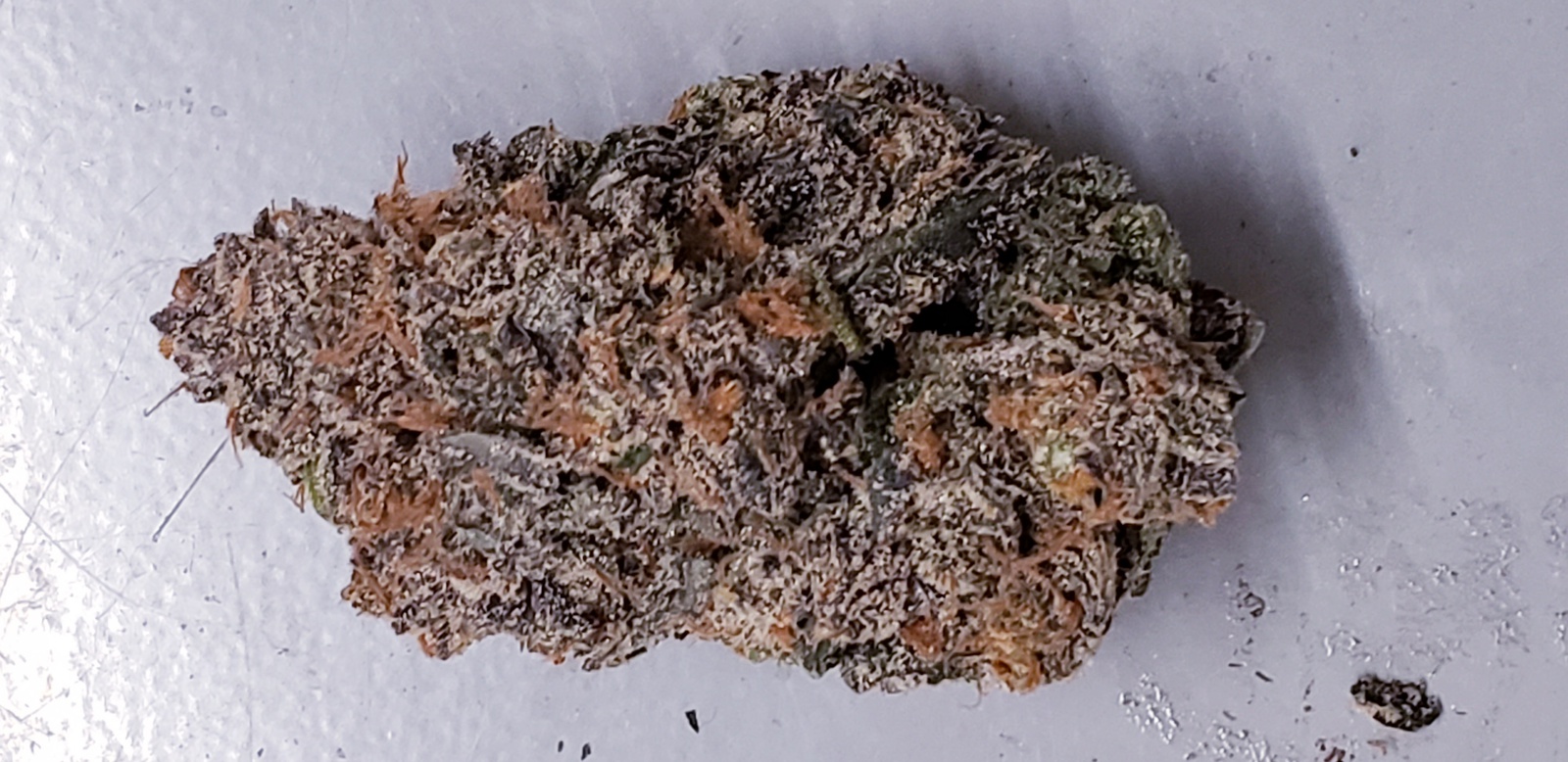 Sugar Berry