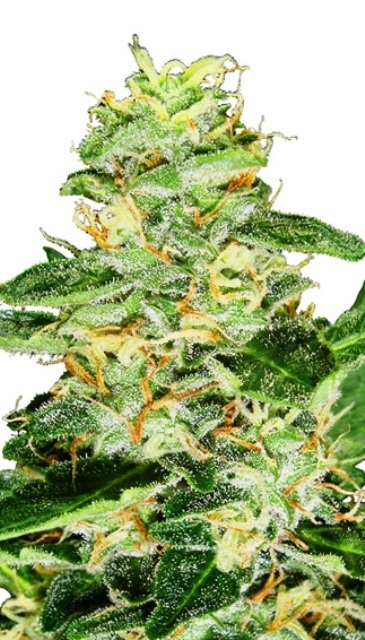 Super Skunk Auto