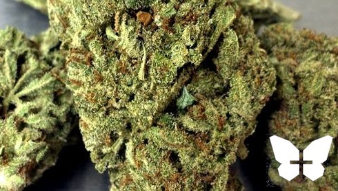 Sweetwater OG