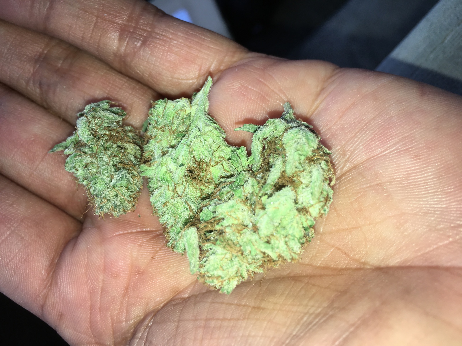 Temple Kush