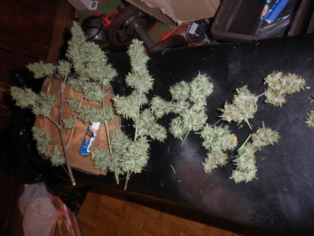 Thai Haze