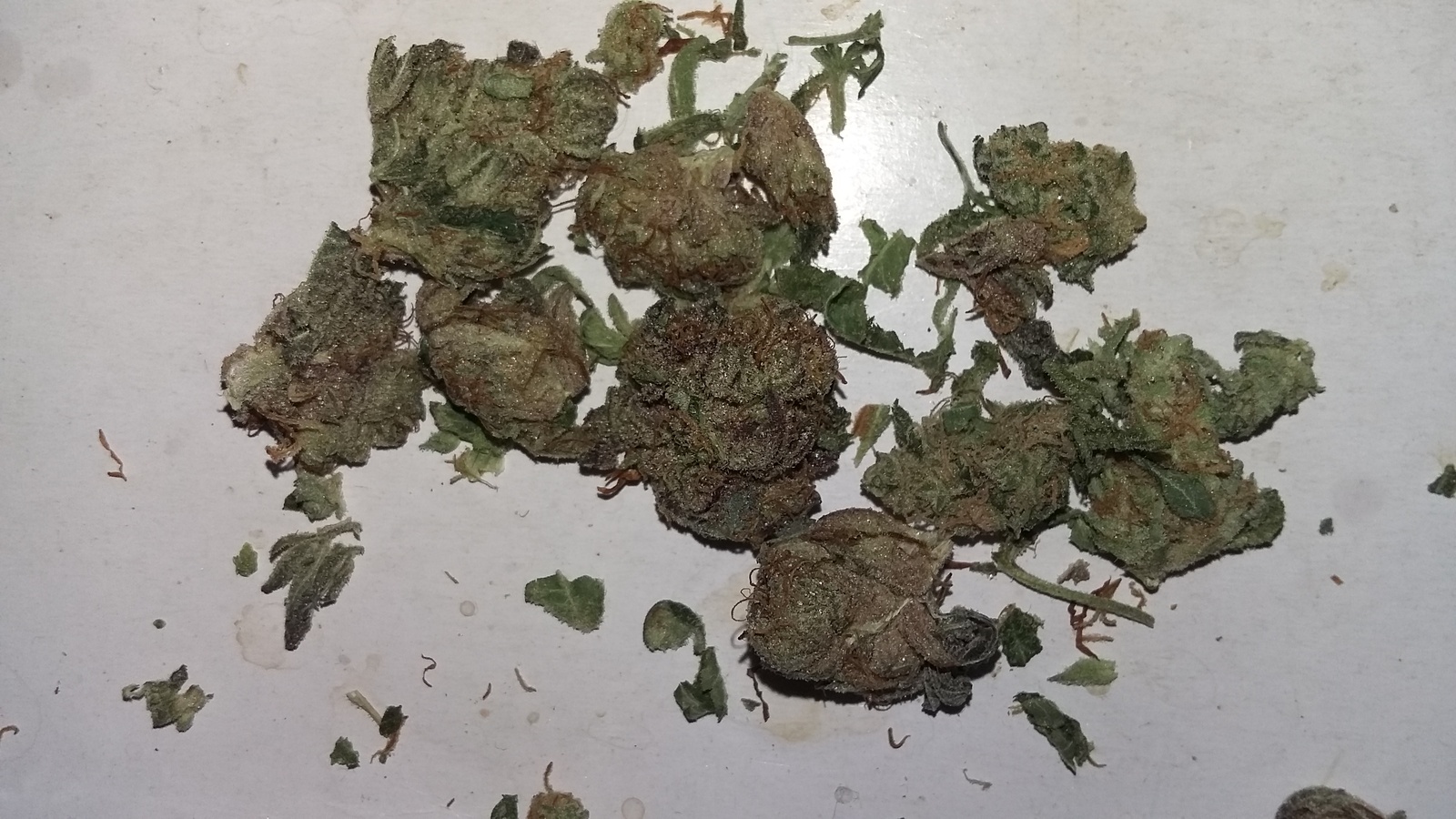 Timber Kush