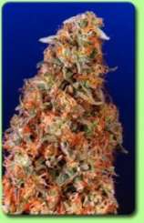 Tropical Glue