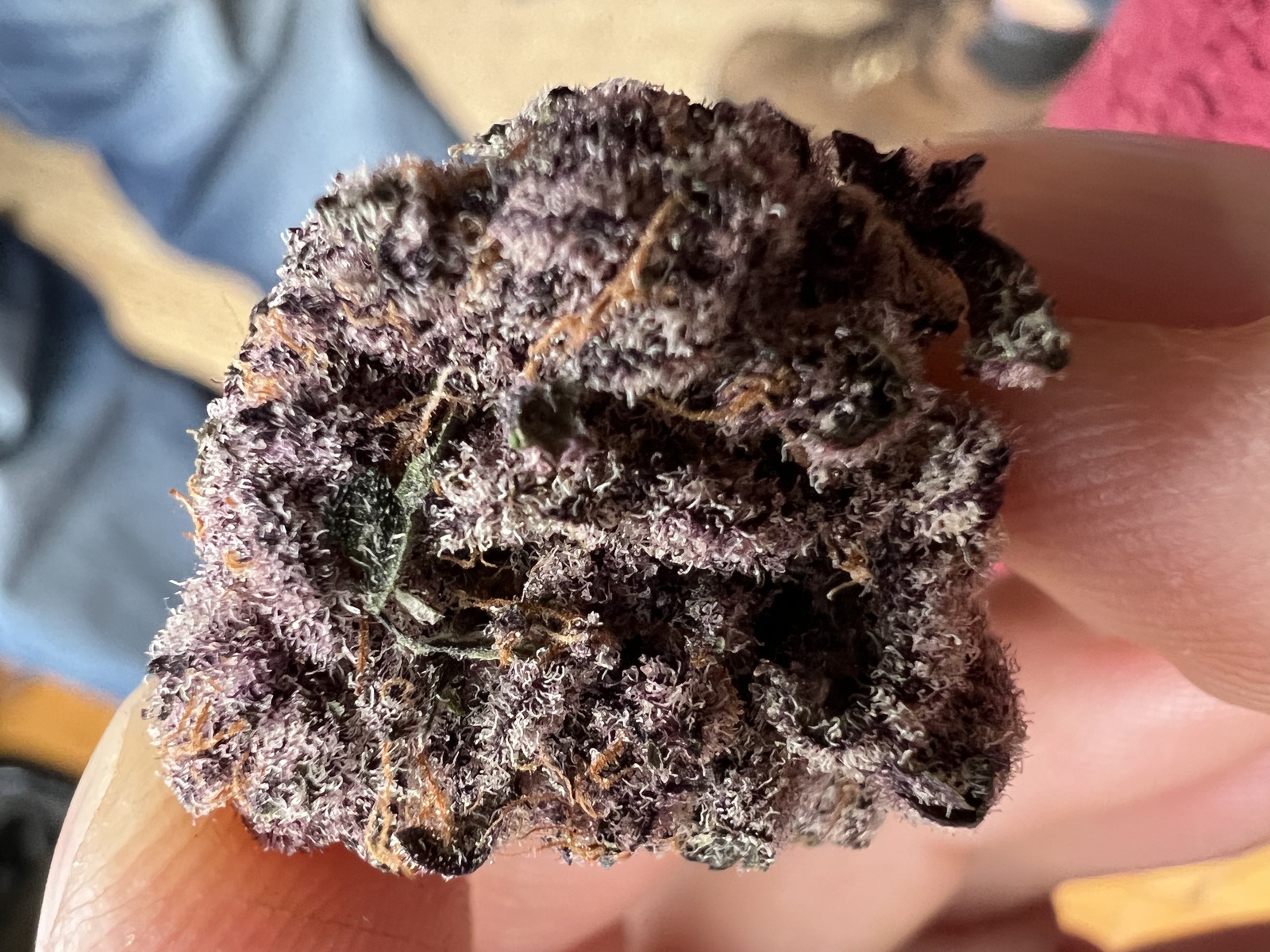 Tropicana Cherry
